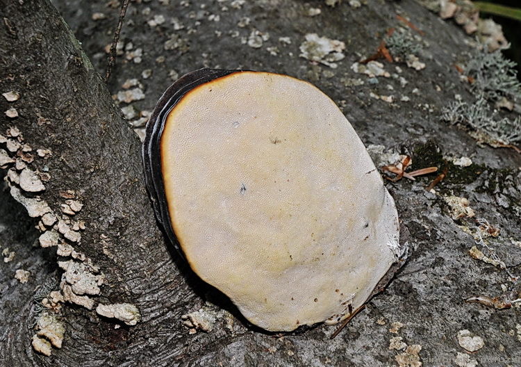 Fomitopsis pinicola